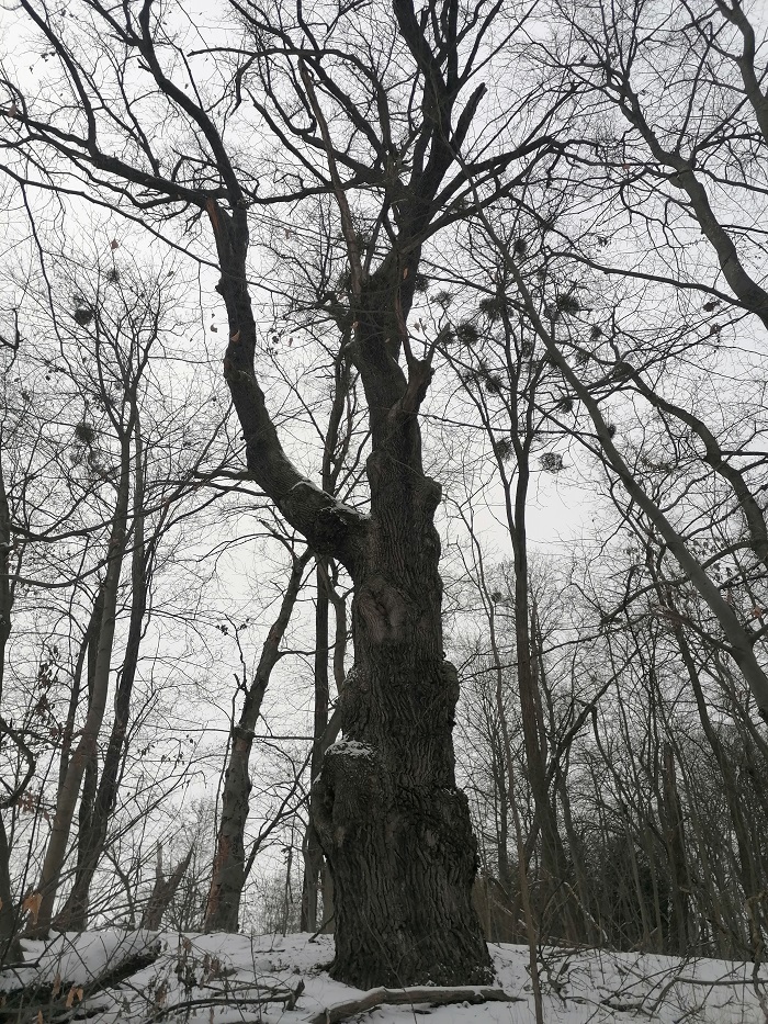 Na zdjęciu widać w zimowej scenerii okazałych rozmiarów drzewo dąb szypułkowy, które zostało uznane pomnikiem przyrody i nadano mu imię Janusz. Autorem zdjęcia jest Krzysztof Jaskóła.
