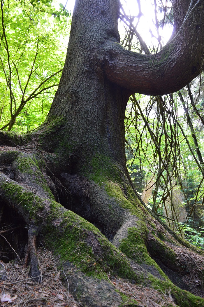 Na zdjęciu widać okazałych rozmiarów drzewo świerk pospolity, które zostało uznane pomnikiem przyrody i nadano mu imię Władysław. Autorem zdjęcia jest Roman Tomczak.