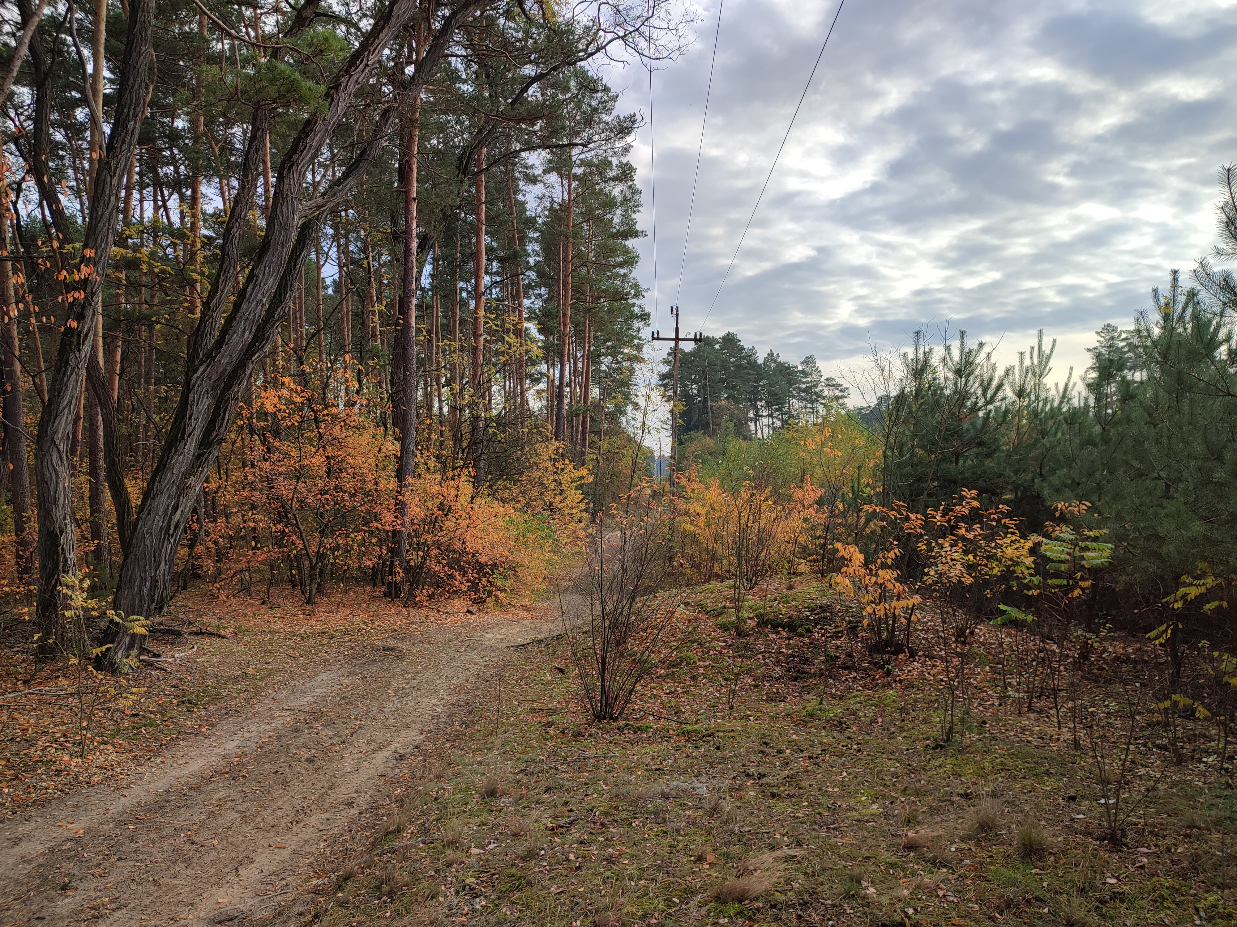 Zdjęcie przedstawia krzewy porastające teren pod śródleśną linią energetyczną (fot. Paweł Mizera Nadlesnictwo Sieraków, 21.10.2022 r.).