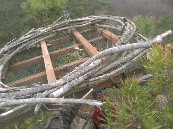 Zdjęcie przedstawia uszkodzone przez wiatr sztuczne gniazdo dla rybołowa zamontowane na wierzchołku sosny (fot. Zakład Usługowy JAQ, 01.12.2022 r.)