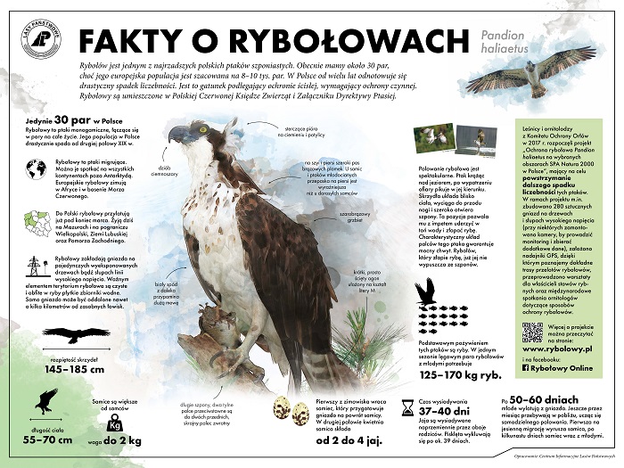 Infografika PGL LP Fakty o rybołowach Pandion haliaetus. Rybołów jest jednym z najrzadszych polskich ptaków szponiastych. Obecnie mamy około 30 par, choć jego europejska populacja jest szacowana na 8 - 10 tys. par. W Polsce od wielu lat odnotowuje sie drastyczny spadek liczebności. Jest to gatunek podlegający ochronie ścisłej, wymagający ochrony czynnej. Rybołowy są umieszczone w Polskiej Czerwonej Księdze Zwierząt i Załączniku Dyrektywy Ptasiej.