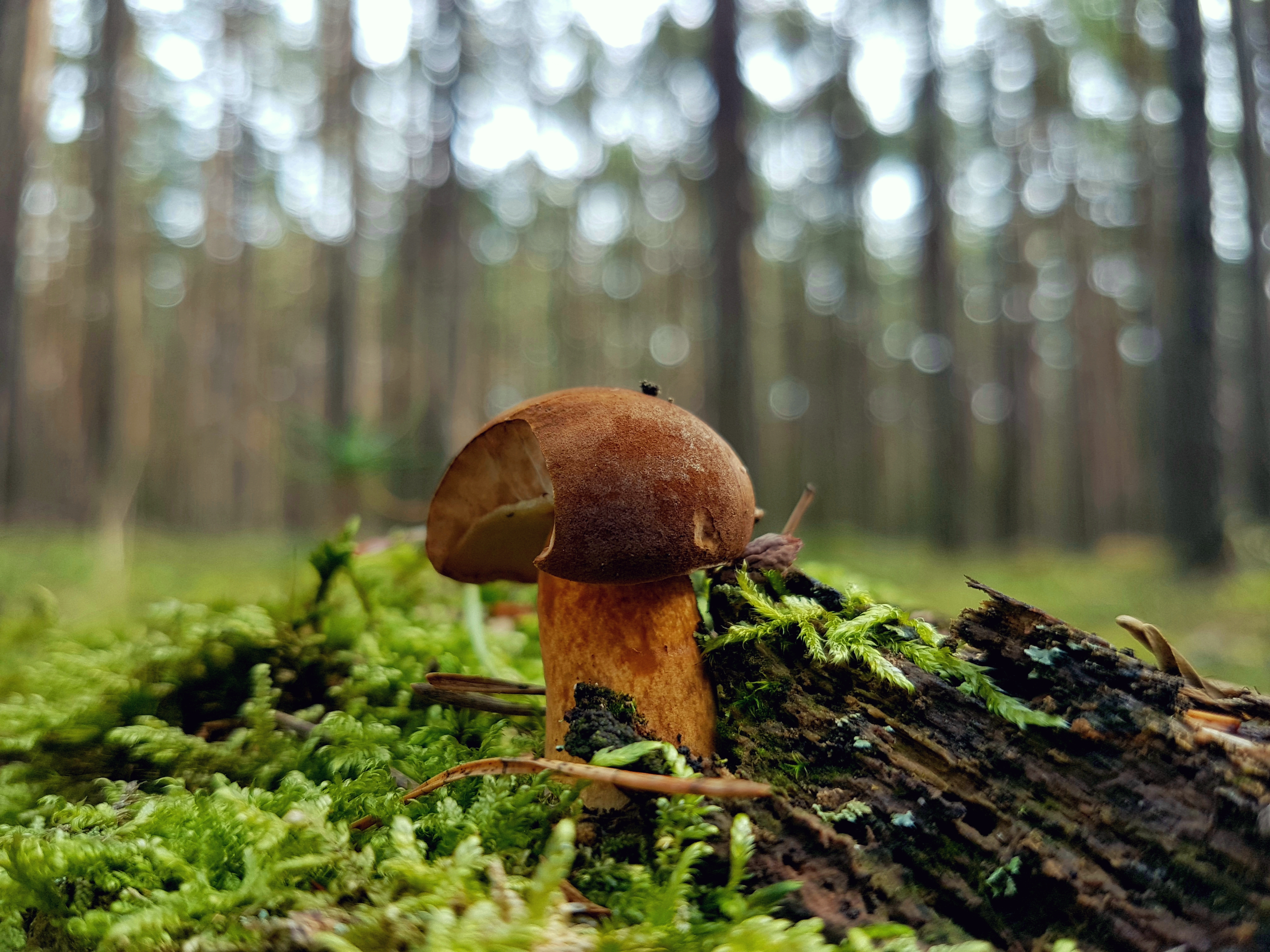 Zdjęcie przedstawia owocnik podgrzybka brunatnego od lewej strony nadgryziony nieco przez ślimaki lub inne zwierzęta. Owocnik wyrasta pośród kobierców mchu (być może gajnik lśniący), obok fragment martwego drewna. W oddali rozmyte strzały sosen (fot. Archiwum Nadleśnictwa Międzychód).