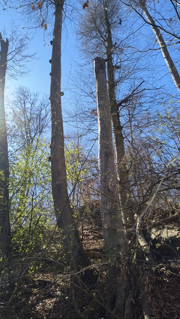 Zdjęcie przedstawia martwego buka z licznymi hubami. Fot. Krzysztof Jaskóła Nadleśnictwo Sieraków