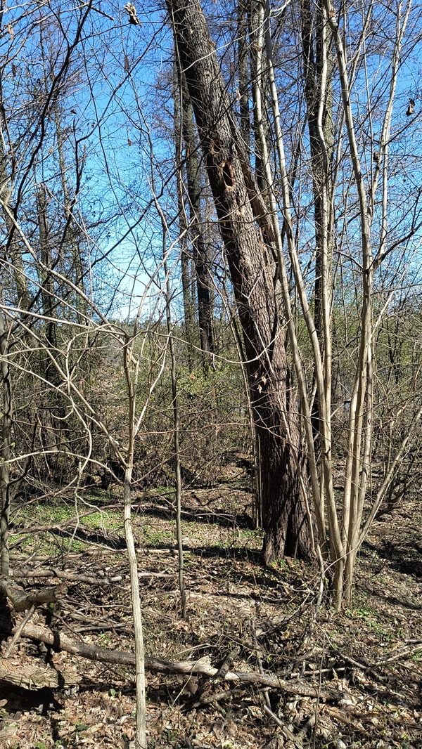 Zdjęcie przedstawia martwe drzewo z dużymi dziuplami. Fot. Krzysztof Jaskóła Nadleśnictwo Sieraków