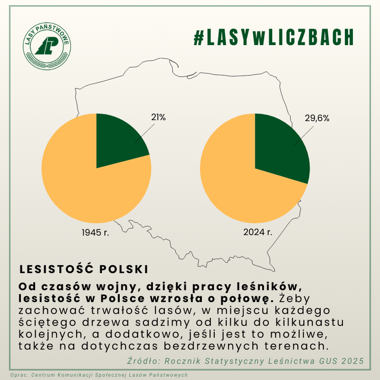 Grafika Lasy Państwowe w liczbach. Wykresy kołowe przedstawiają lesistość Polski w latach 1945 (21%) i 2024 (29,6%). Opis: Lesistość Polski. Od czasów wojny, dzięki pracy leśników, lesistość w Polsce wzrosła o połowę. Żeby zachowac trwałość lasów, w miejscu każdego ściętego drzewa sadzimy od kilku do kilkunastu kolejnych, a dodatkowo, jeśli to możliwe, także na dotychczas bezdrzewnych terenach. Źródło: Rocznik Statystyczny Leśnictwa GUS 2025. Opracowanie: Centrum Komunikacji Społecznej Lasów Państwowych