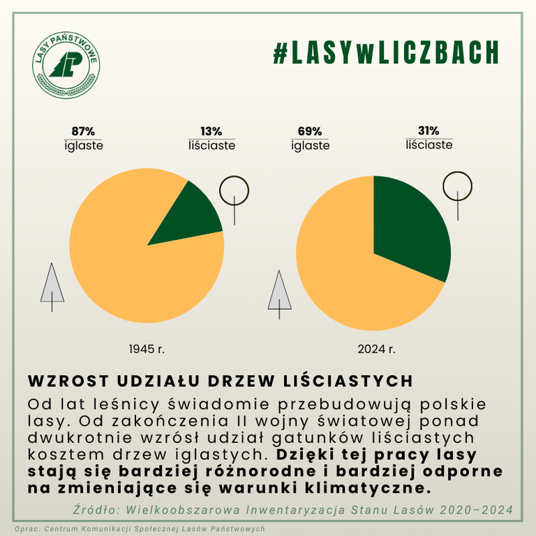 Grafika Lasy Państwowe w Liczbach. Na wykresach kołowych przedstawiono proporcje udziału gatunków iglastych i liściastych w latach 1945 (iglaste 87%, liściaste 13%) i 2024 (iglaste 69%, liściaste 31%). Opis: Wzrost udziału drzew liściastych. Od lat leśnicy świadomie przebudowują polskie lasy. Od zakończenia II wojny światowej ponad dwukrotnie wzrósł udział gatunków liściastych kosztem drzew iglastych. dzięki tej pracy lasy stają się bardziej różnorodne i bardziej odporne na zmieniające się warunki klimatyczne. Źródło: Wielkoobszarowa Inwentaryzacja Stanu Lasów 2020 - 2024. Opracowanie: Centrum Komunikacji Społecznej Lasów Państwowych