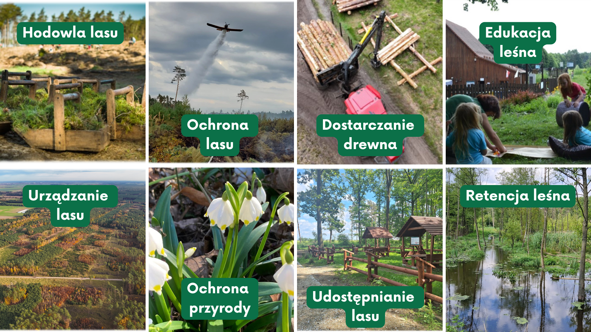 Kolaż przedstawia różnorodność działów gospodarki leśnej: hodowla lasu, ochrona lasu, dostarczanie drewna, edukacja leśna, urządzanie lasu, ochrona przyrody, udostępnianie lasu, retencja leśna.