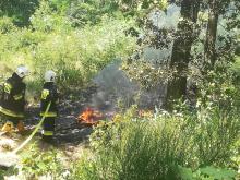 Pożar uprawy leśnej w Marianowie